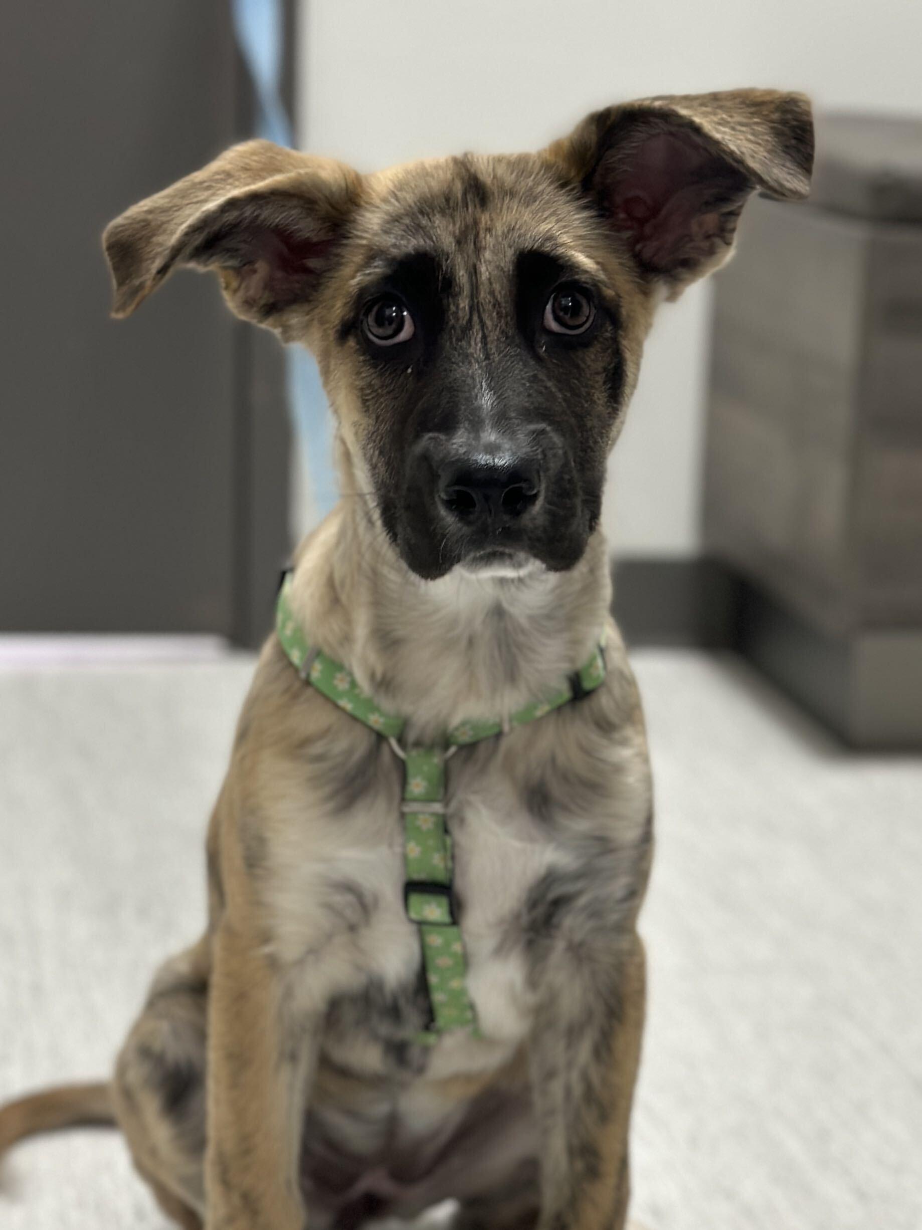 Lottie, Adoptable, Puppy Female Mixed Breed.