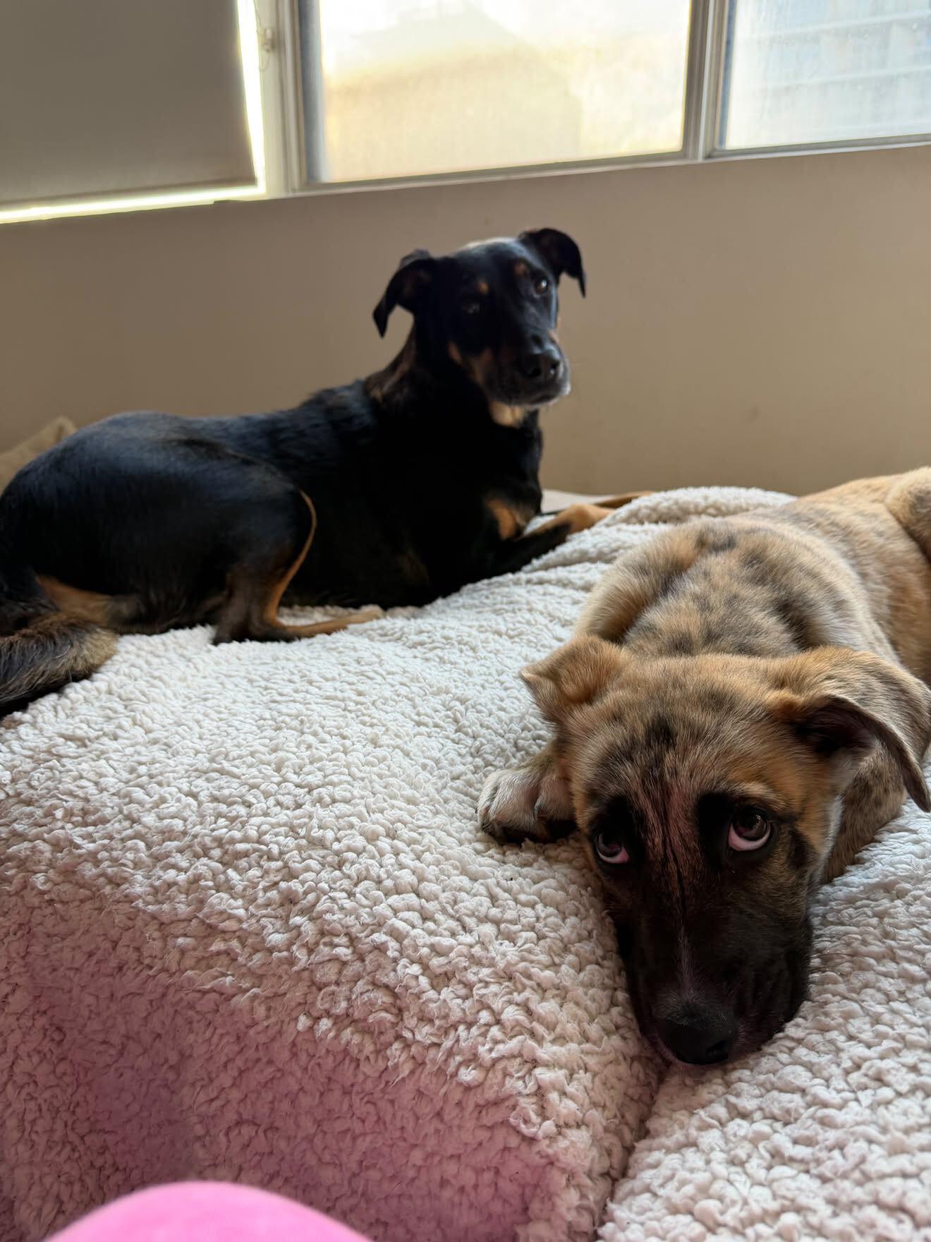 Enlarge Lottie, a Adoptable Mixed Breed in Toronto, ON image 2/6