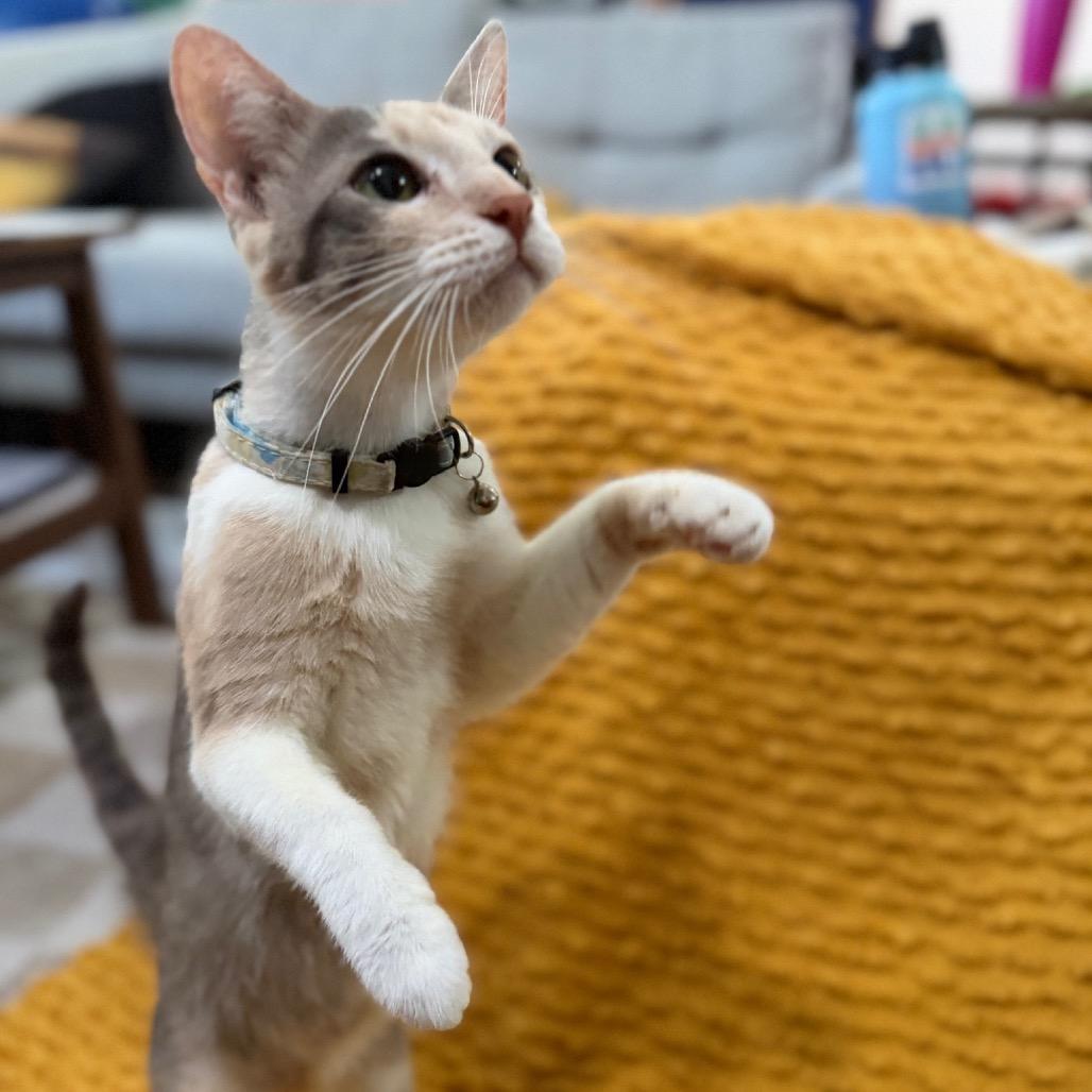 Mama Sushi, Adoptable, Adult Female American Shorthair.