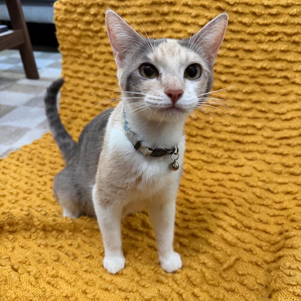 Mama Sushi, a Adoptable American Shorthair in Studio City, CA image 3/3