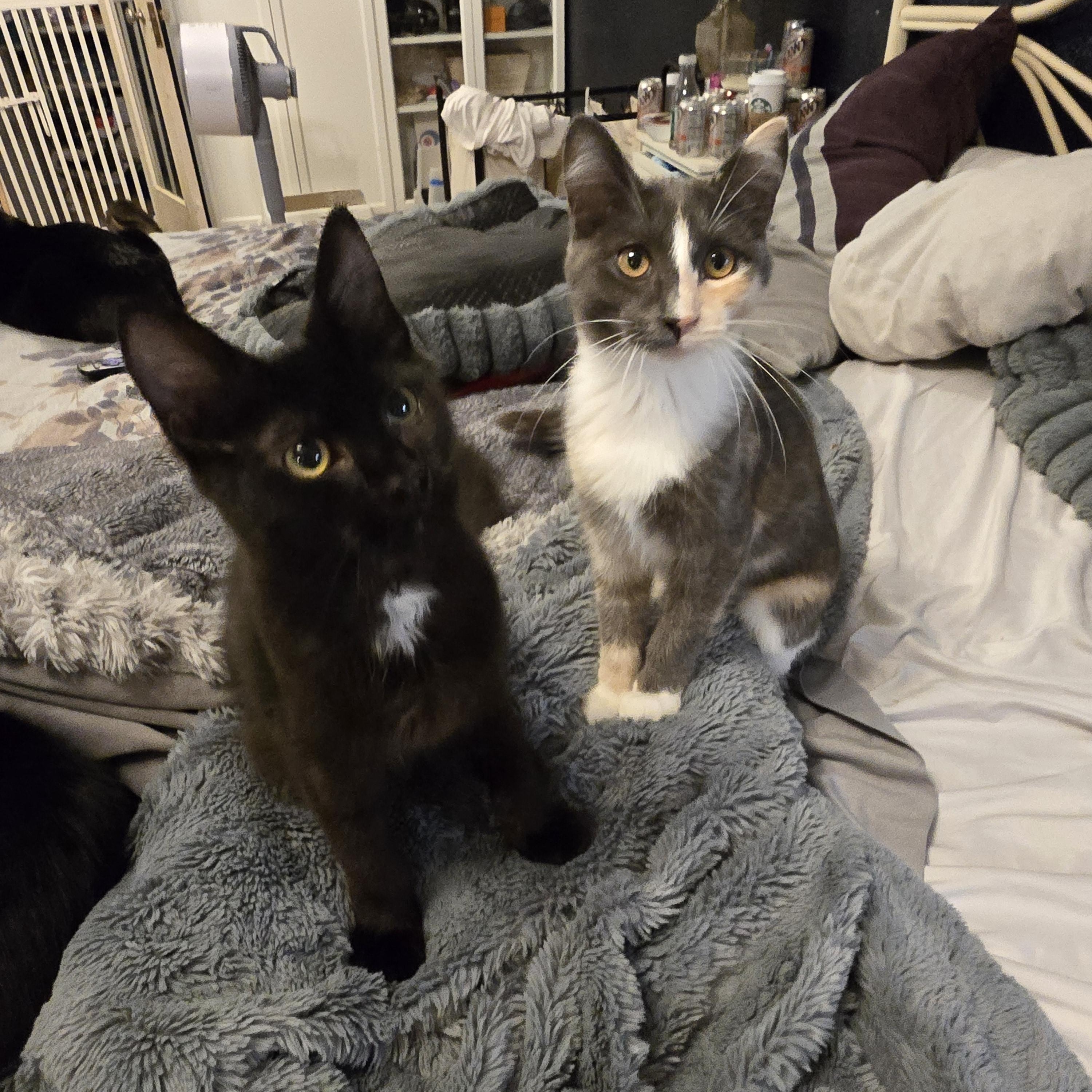 Winnie, a ADOPTABLE Domestic Medium Hair in Lacey, WA image 6/6