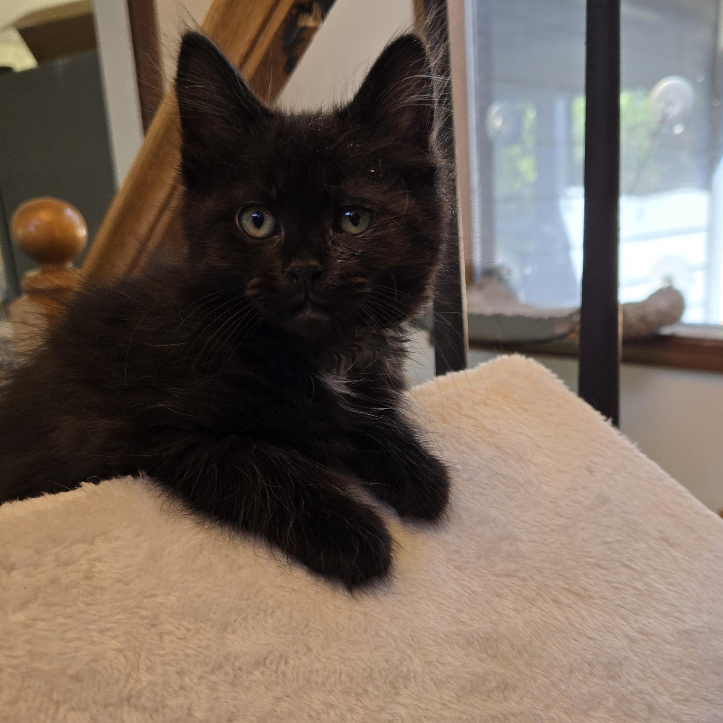 Winnie, a ADOPTABLE Domestic Medium Hair in Lacey, WA image 1/3