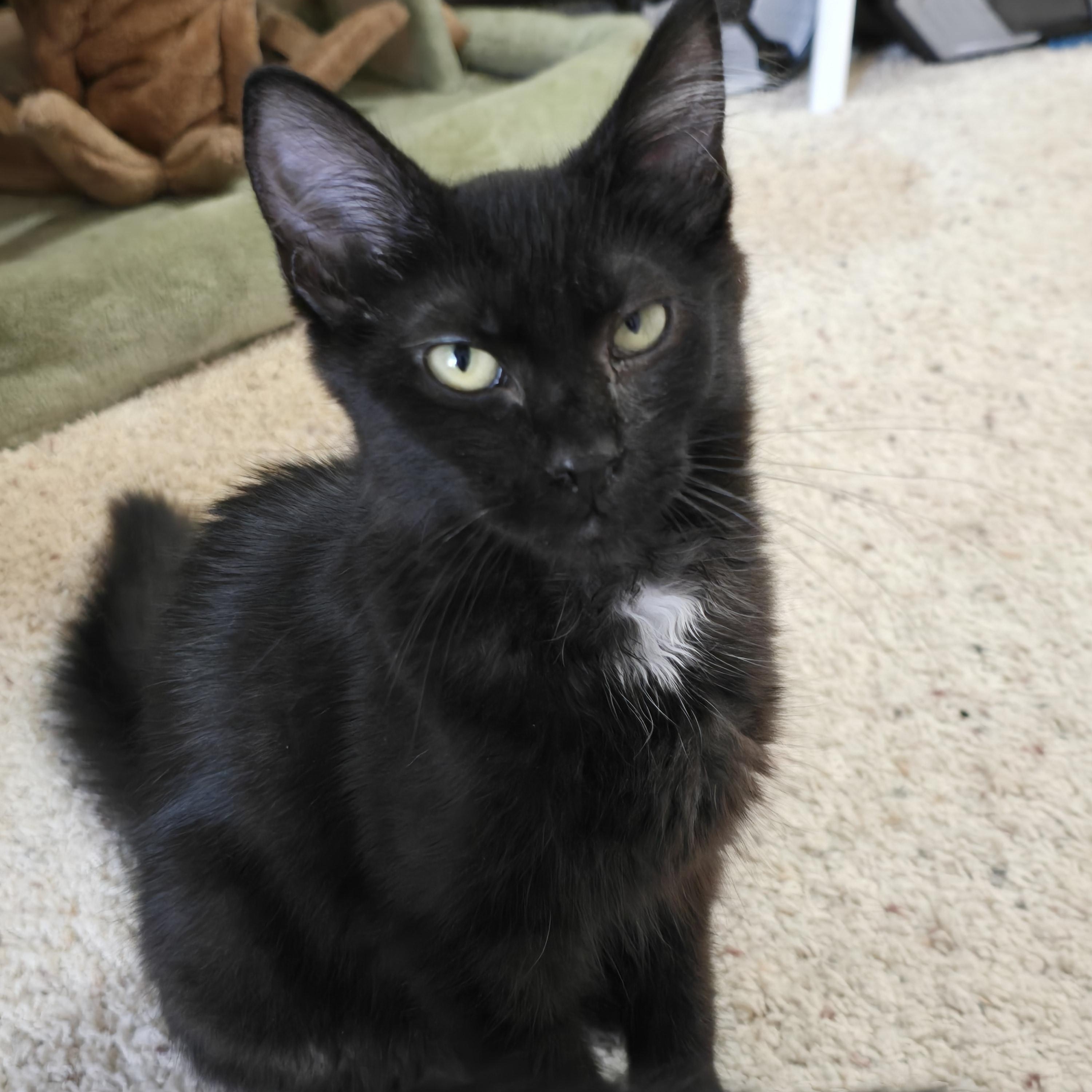 Winnie, a ADOPTABLE Domestic Medium Hair in Lacey, WA image 2/6