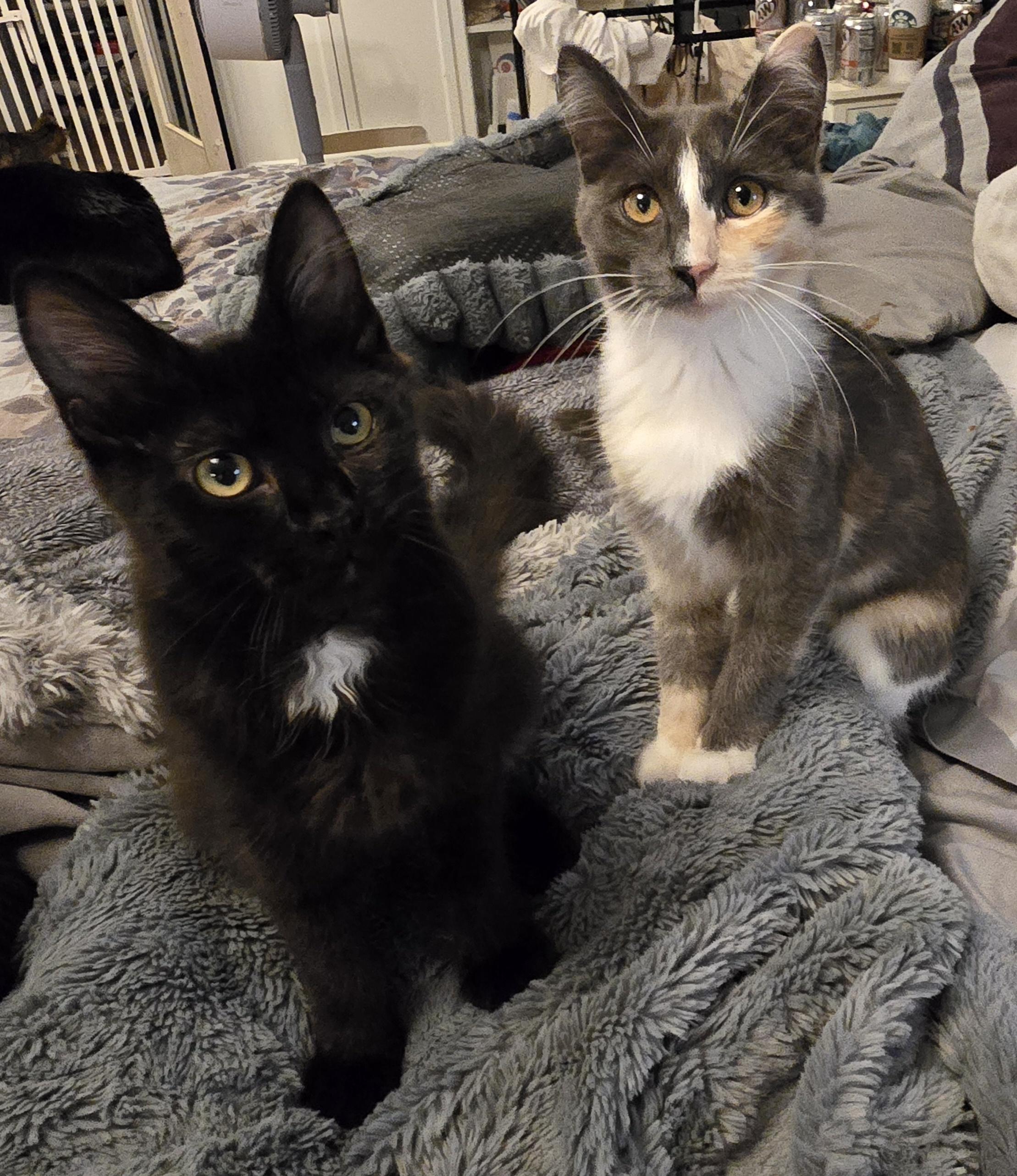 Winnie, a ADOPTABLE Domestic Medium Hair in Lacey, WA image 1/6