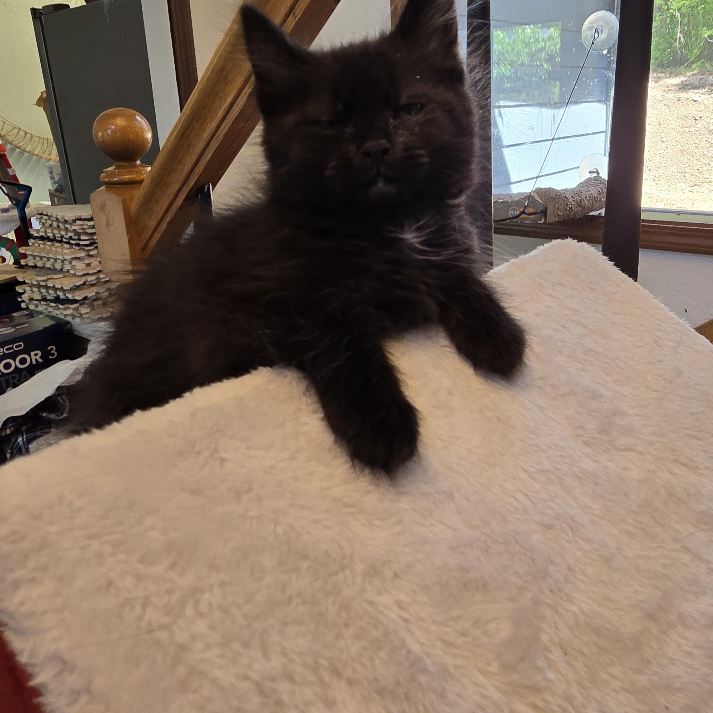 Winnie, a ADOPTABLE Domestic Medium Hair in Lacey, WA image 2/3