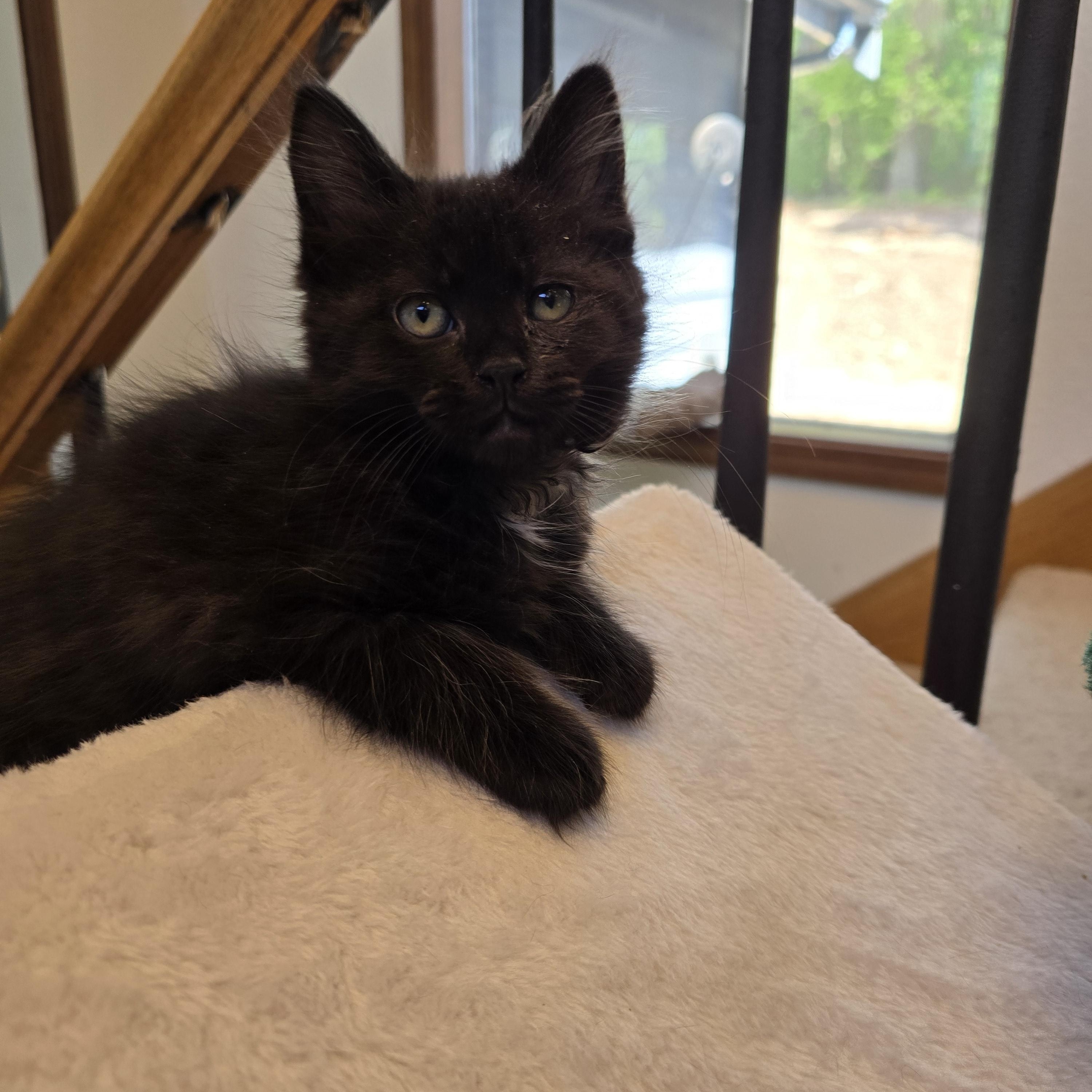 Winnie, a ADOPTABLE Domestic Medium Hair in Lacey, WA image 3/3