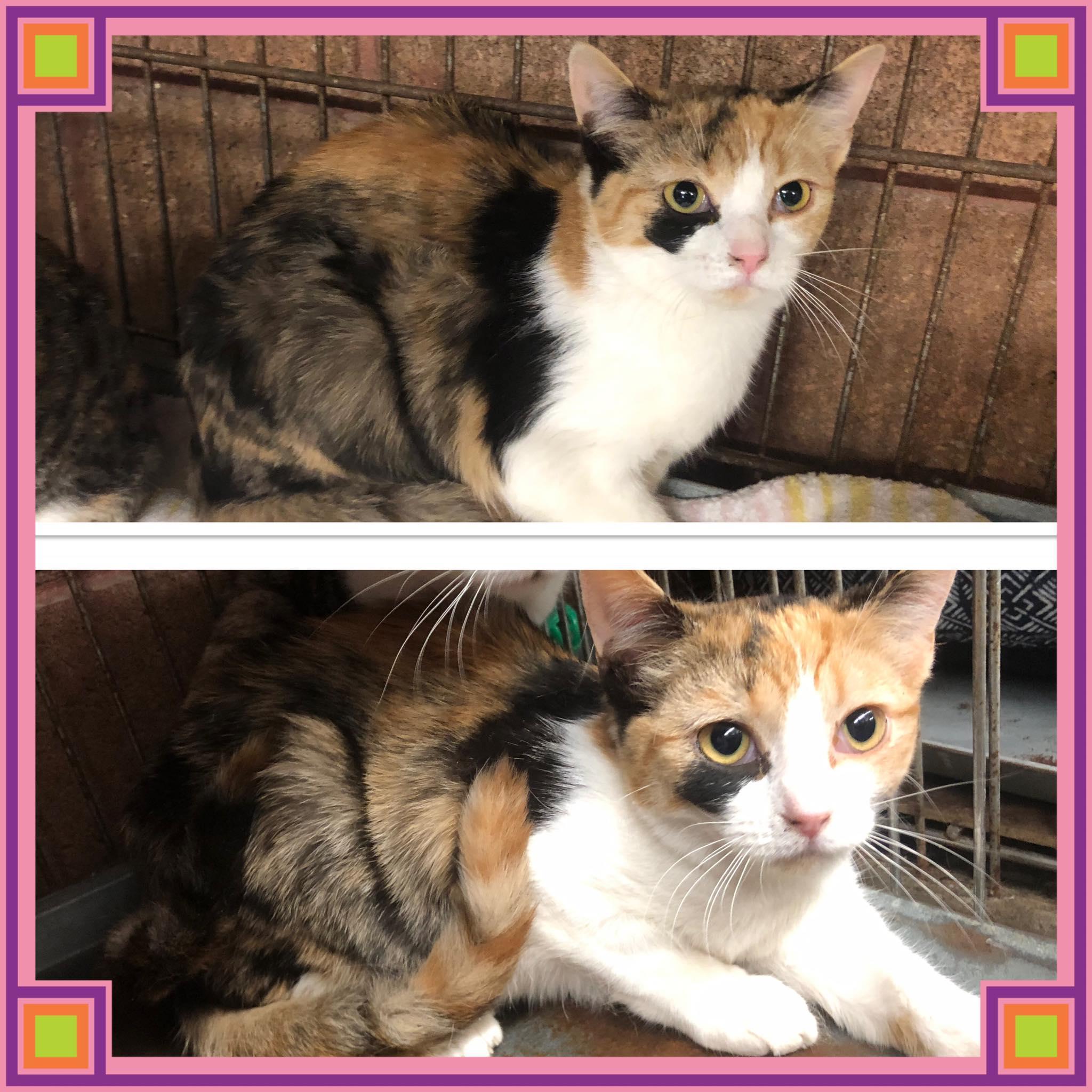 NIBBLES, ADOPTABLE, Kitten Female Domestic Short Hair.