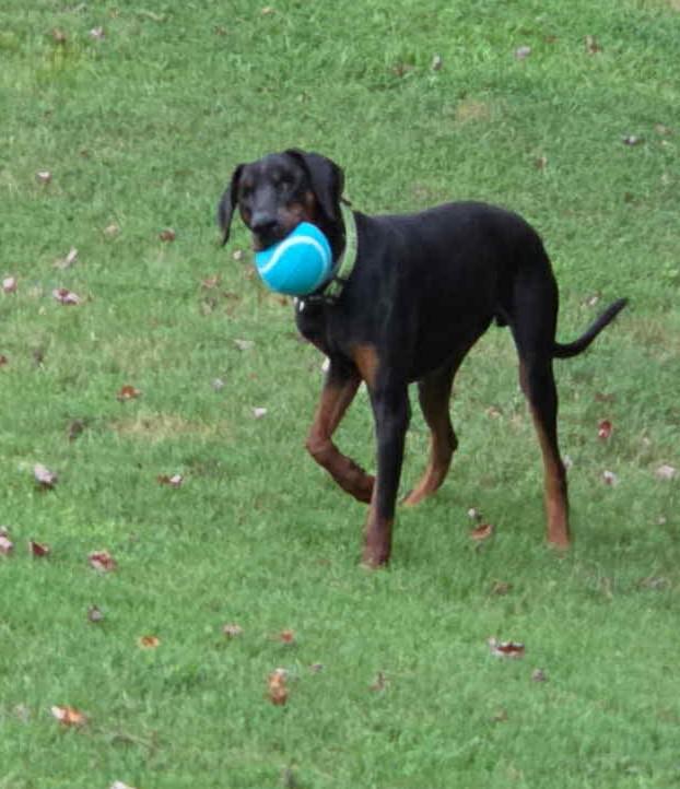Enlarge Ray, an adopted Doberman Pinscher in Knoxville, TN image 2/5