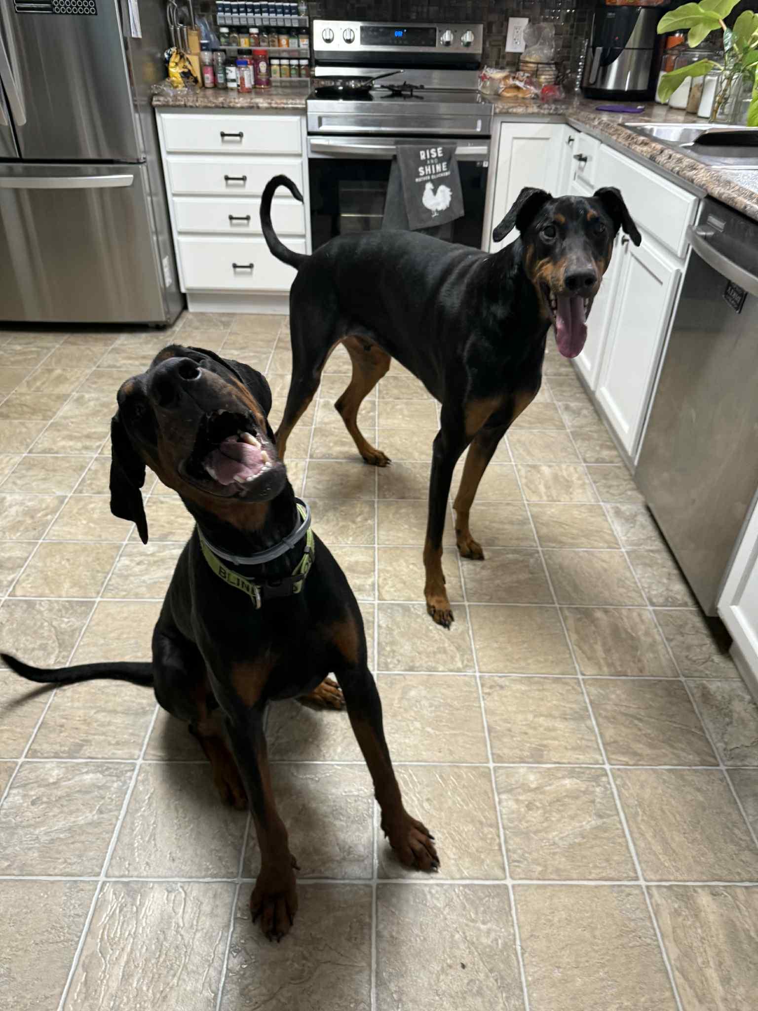 Enlarge Ray, an adopted Doberman Pinscher in Knoxville, TN image 3/5