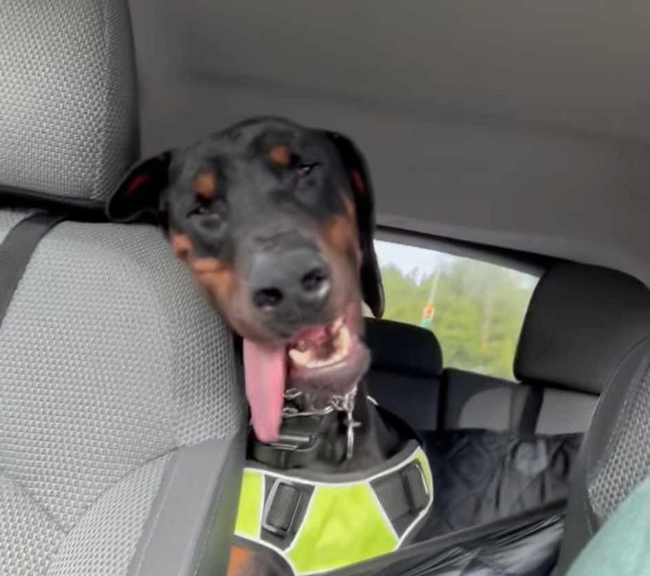 Enlarge Ray, an adopted Doberman Pinscher in Knoxville, TN image 5/5