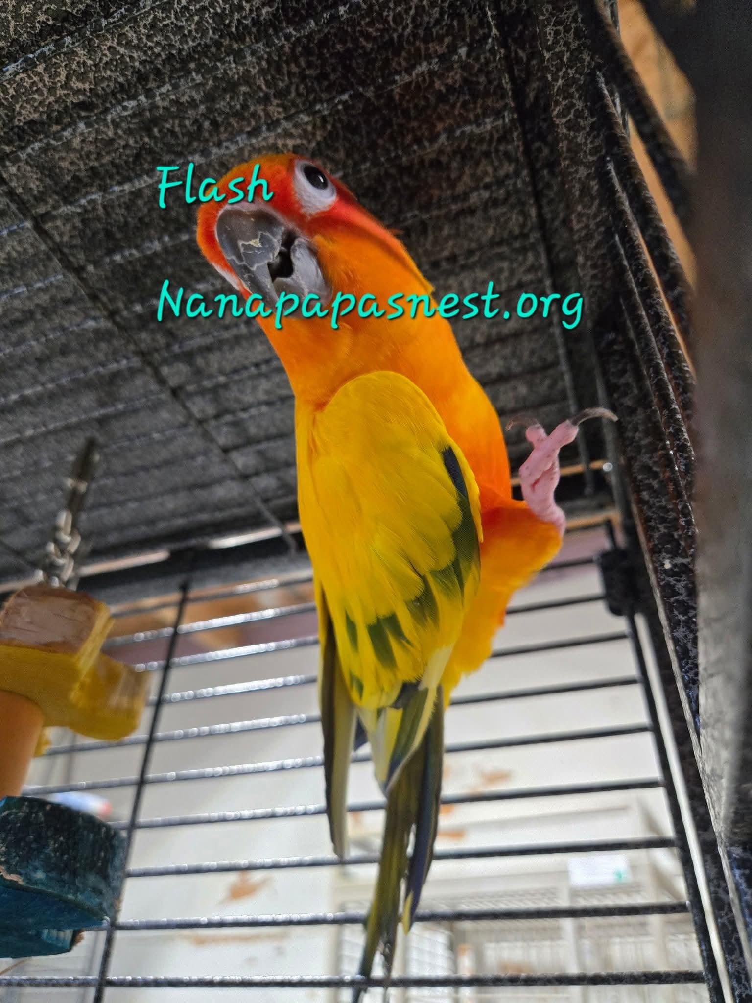 Enlarge Flash, a Adoptable Conure in Wakefield, VA image 1/1