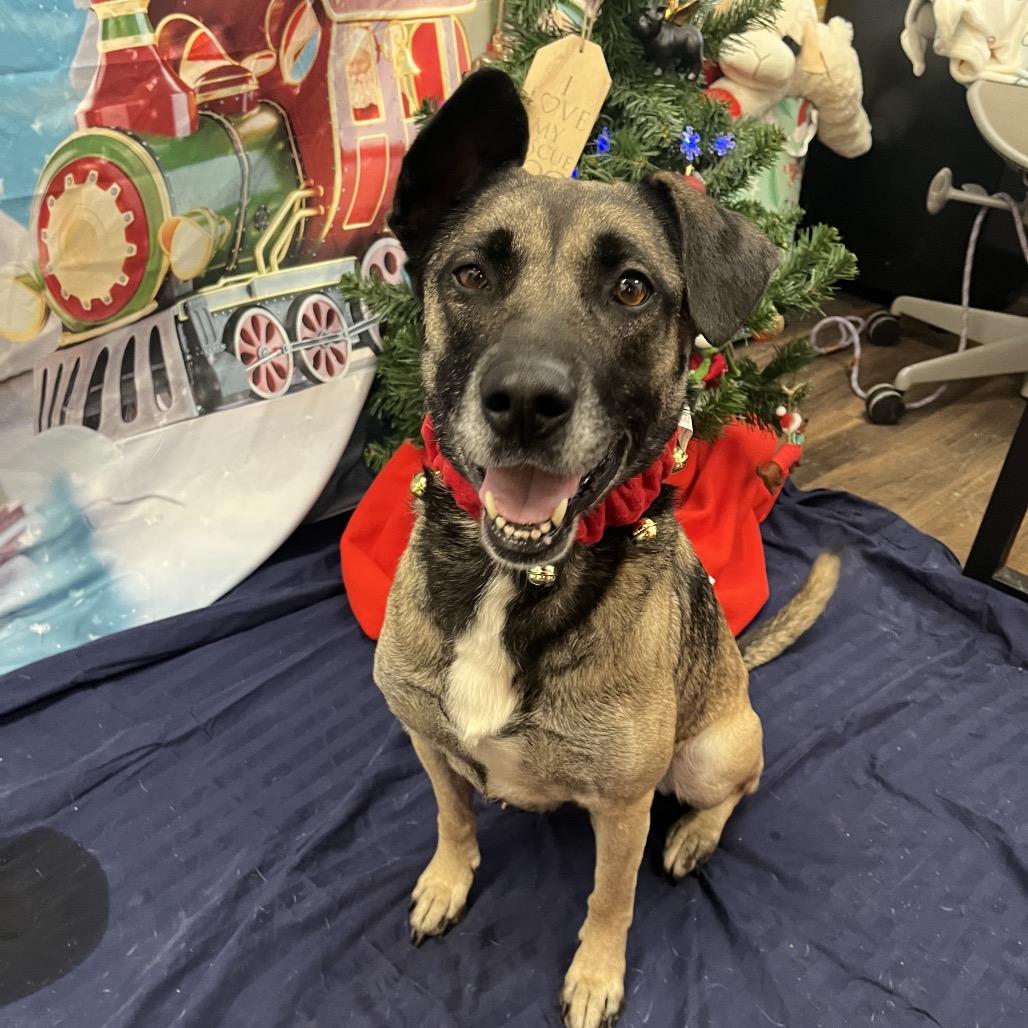 Akela, Adoptable, Adult Female Mixed Breed.