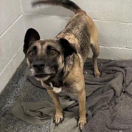 Akela, Adoptable, Adult Female Mixed Breed.
