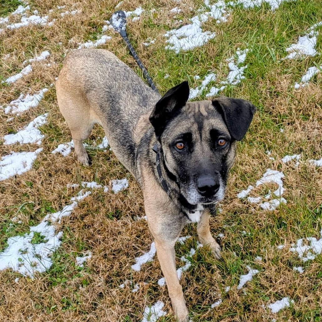 Enlarge Akela, a Adoptable Mixed Breed in Jeffersonville, IN image 2/4
