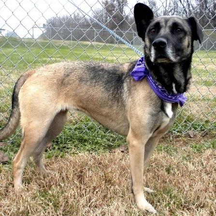 Enlarge Akela, a Adoptable Mixed Breed in Jeffersonville, IN image 3/4