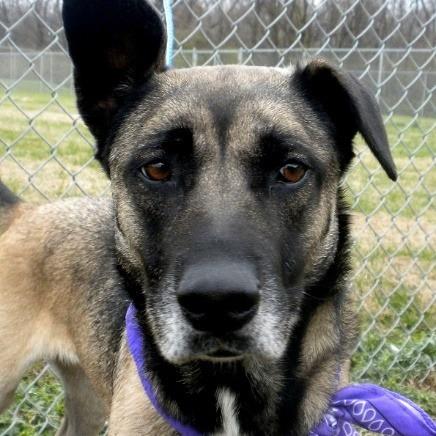 Enlarge Akela, a Adoptable Mixed Breed in Jeffersonville, IN image 4/4