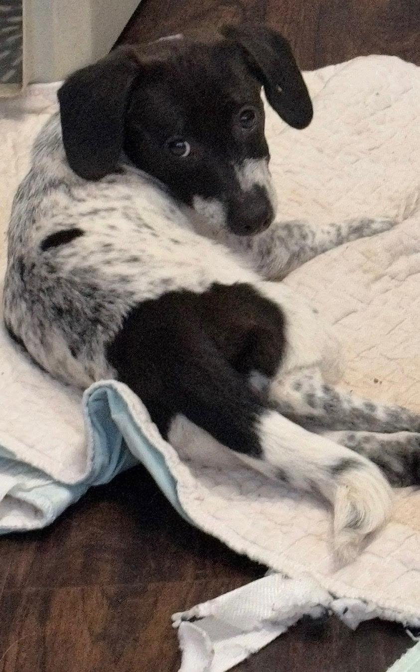 Enlarge Blossom , a ADOPTABLE mixed breed in Garland, TX image 1/5