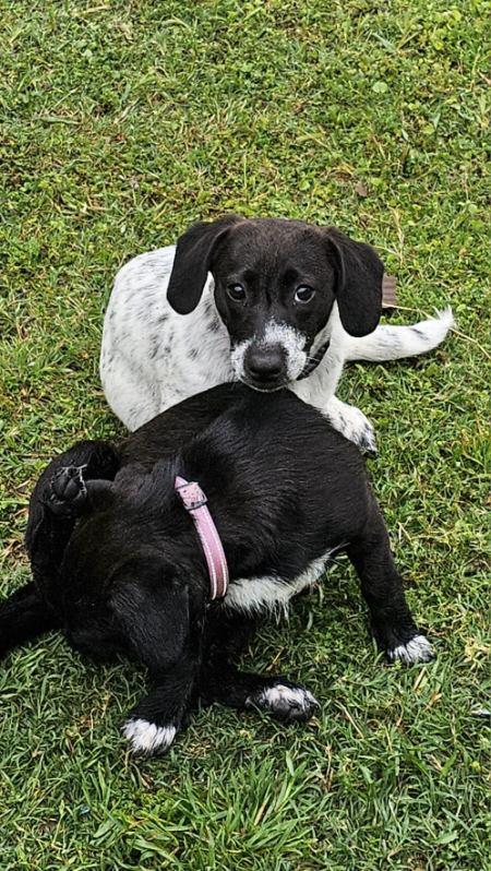 Enlarge Blossom , a ADOPTABLE mixed breed in Garland, TX image 3/5