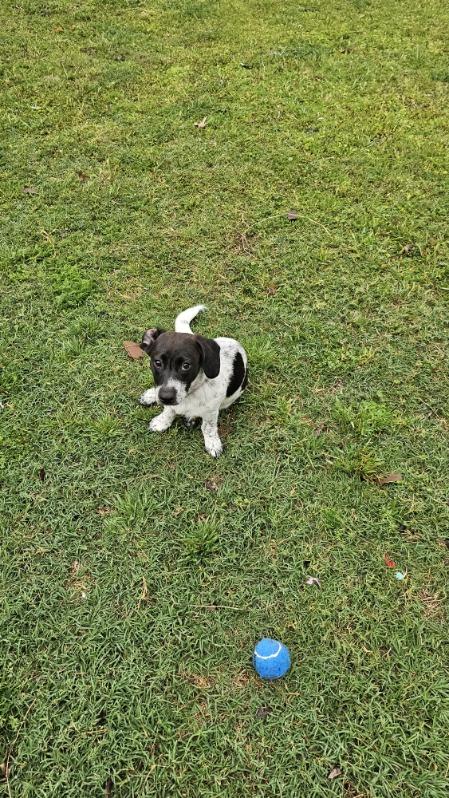 Enlarge Blossom , a ADOPTABLE mixed breed in Garland, TX image 4/5