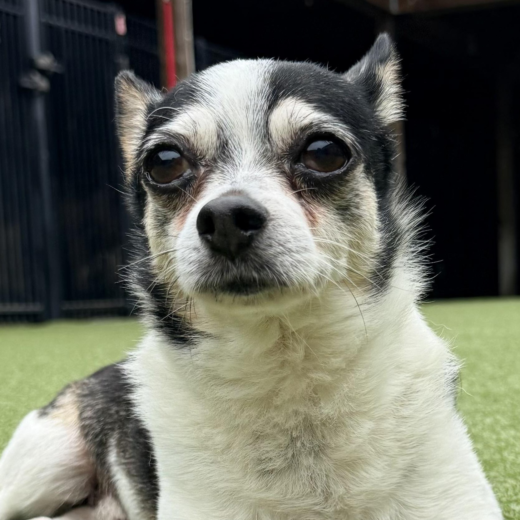SPUD, a ADOPTABLE mixed breed in Ridgeland, SC image 1/5