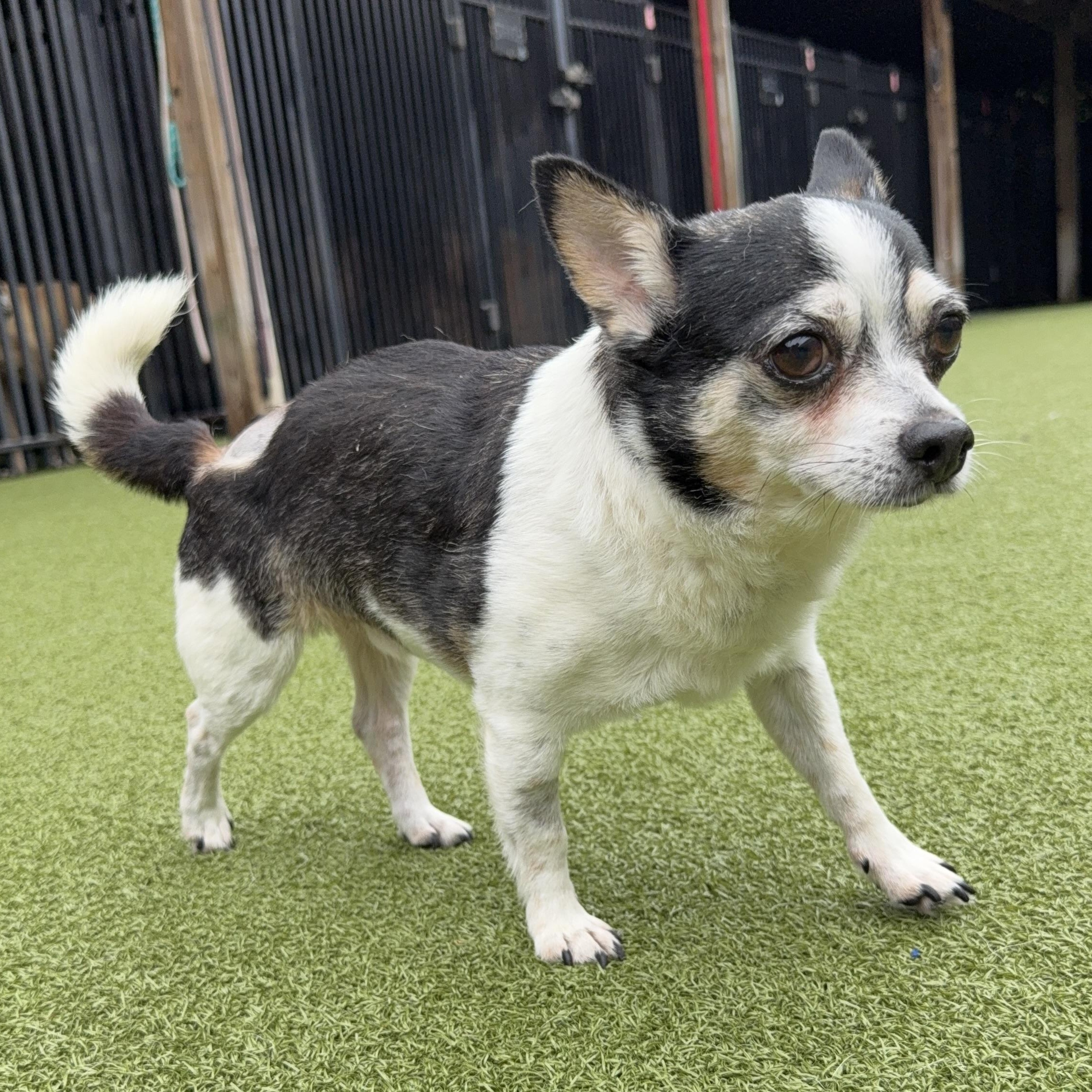 SPUD, a ADOPTABLE mixed breed in Ridgeland, SC image 5/5
