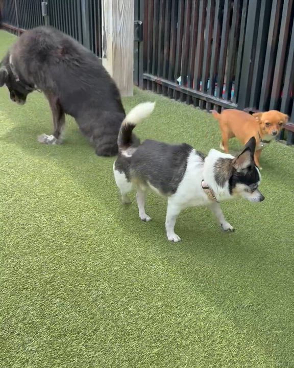 Enlarge SPUD, a ADOPTABLE mixed breed in Ridgeland, SC video 3/5