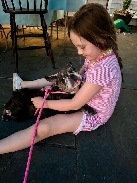 Cora, a ADOPTABLE French Bulldog in Stamford, CT image 6/6