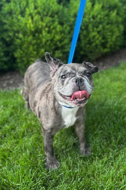 Cora, a ADOPTABLE French Bulldog in Stamford, CT image 2/6