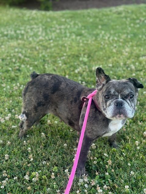 Cora, a ADOPTABLE French Bulldog in Stamford, CT image 1/6