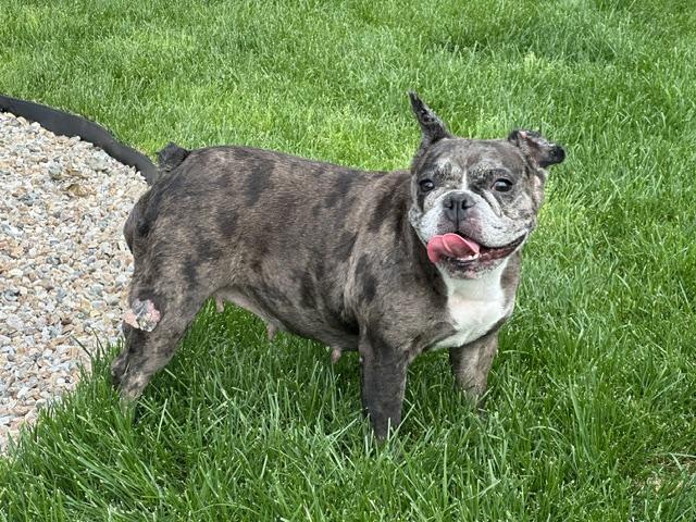 Cora, a ADOPTABLE French Bulldog in Stamford, CT image 3/6