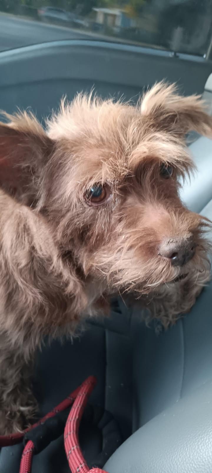 Kerry * OK, Adopted, Young Female Cairn Terrier.