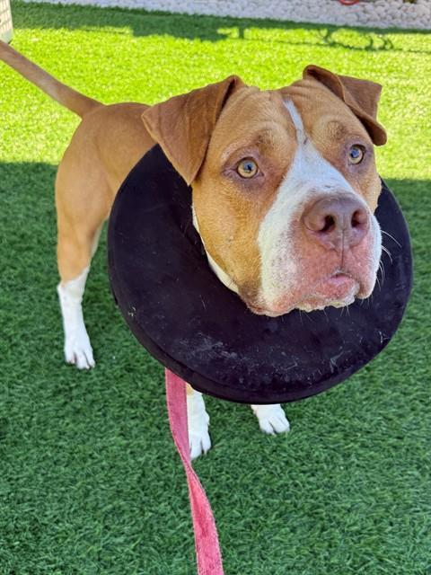 ARTY BOO, Adoptable, Adult Male American Bulldog.