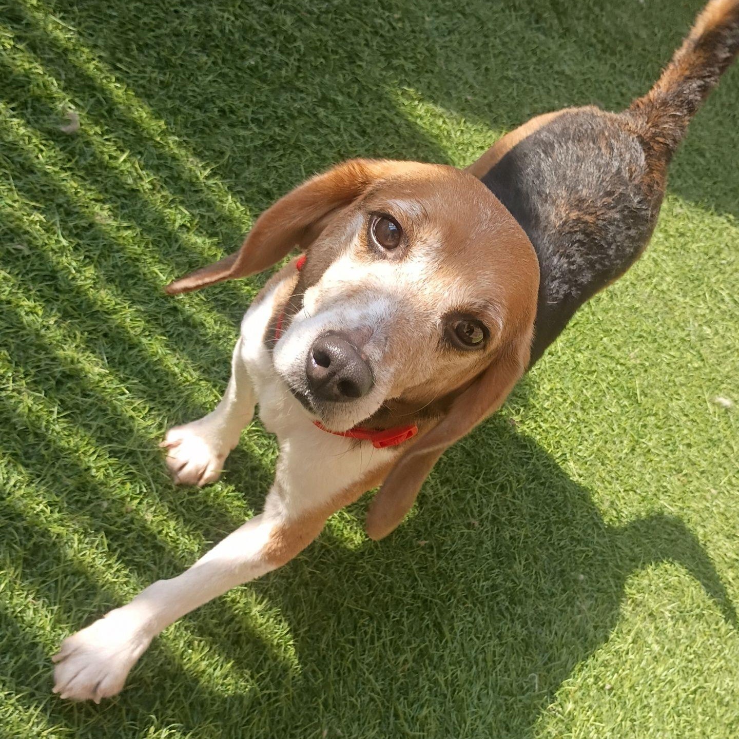Enlarge Howdy, a Adopted Beagle in Grayslake, IL image 2/3