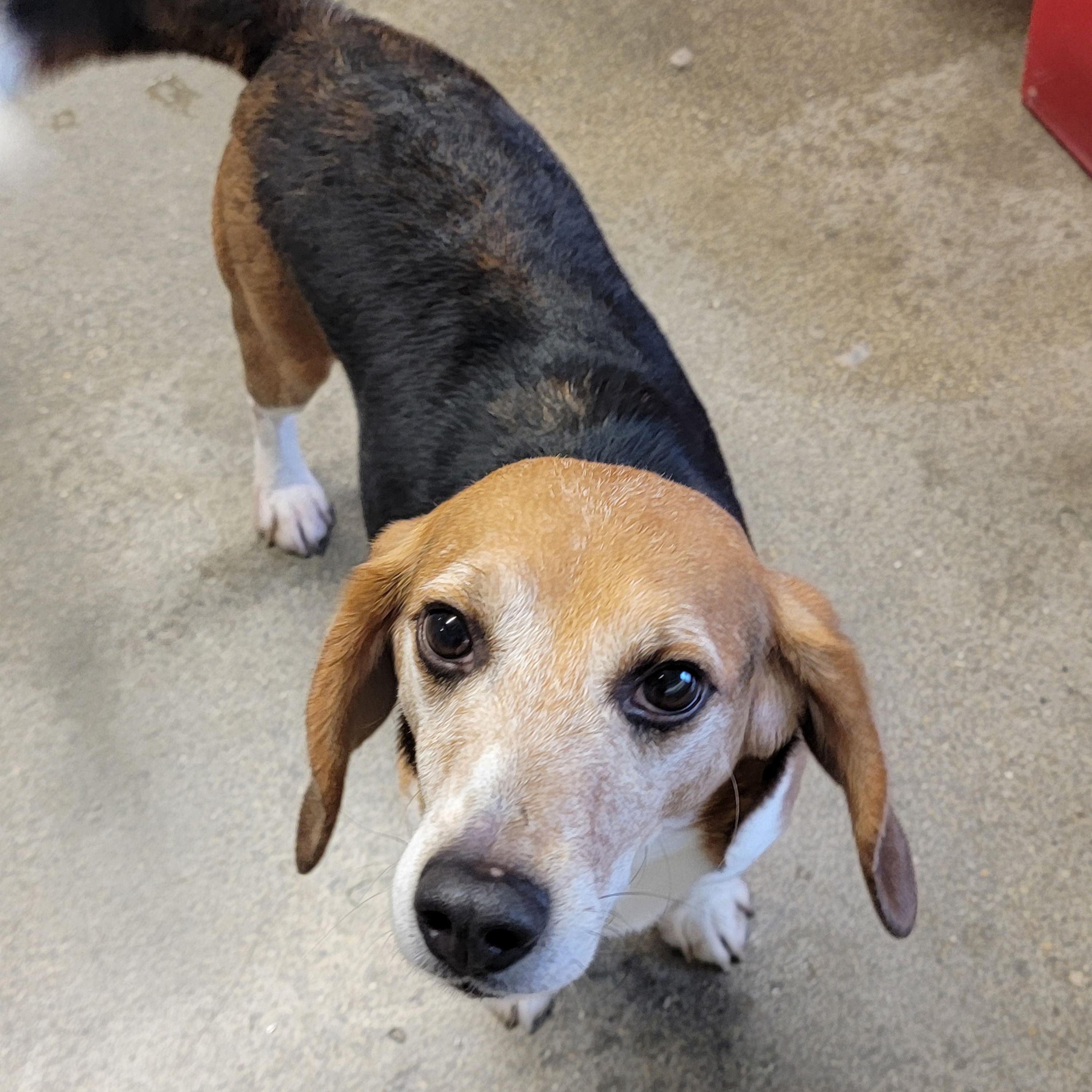 Enlarge Howdy, a Adopted Beagle in Grayslake, IL image 3/3