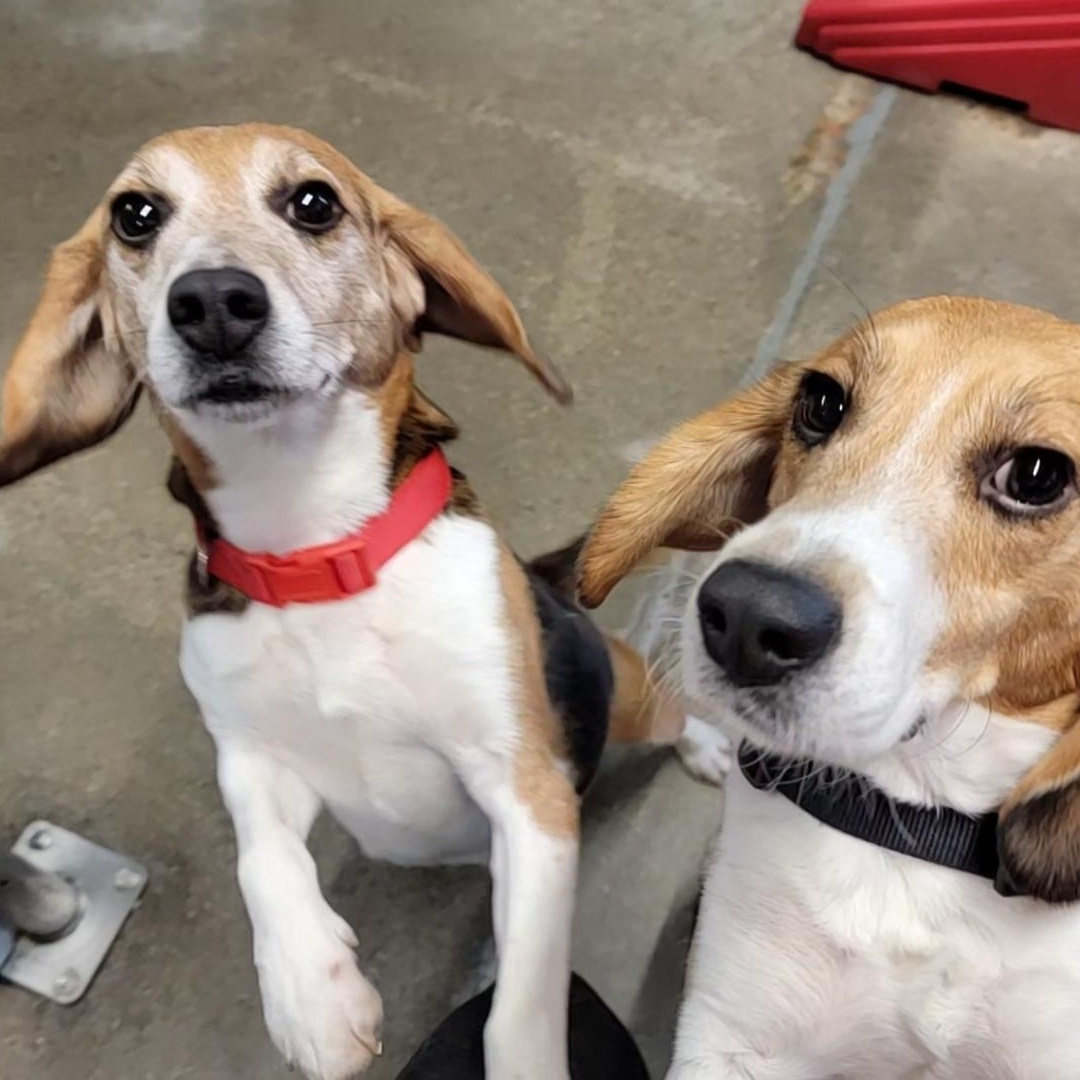 Howdy, Adopted, Adult Male Beagle.