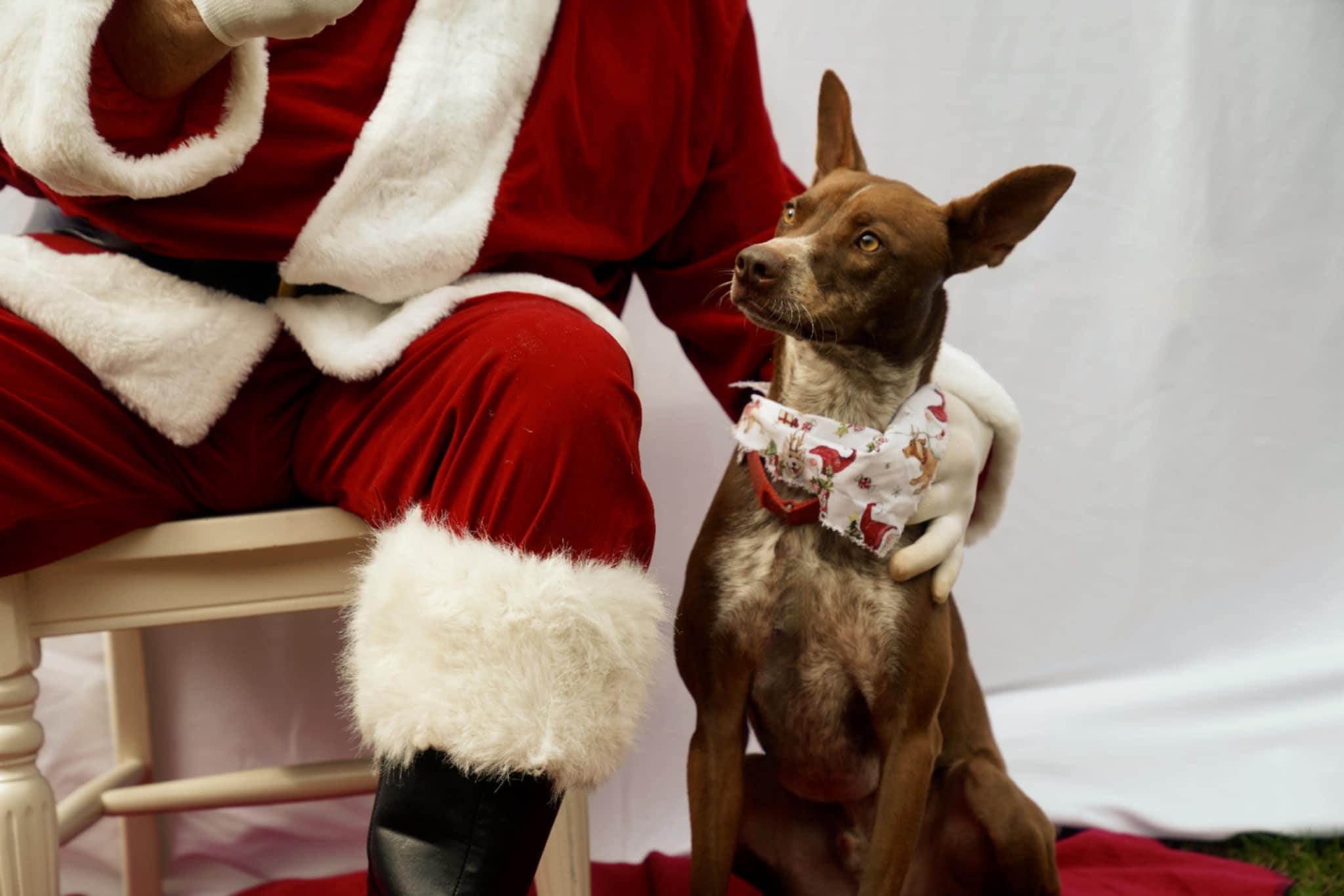 Enlarge Bobo, a Adoptable mixed breed in Toney, AL image 1/6