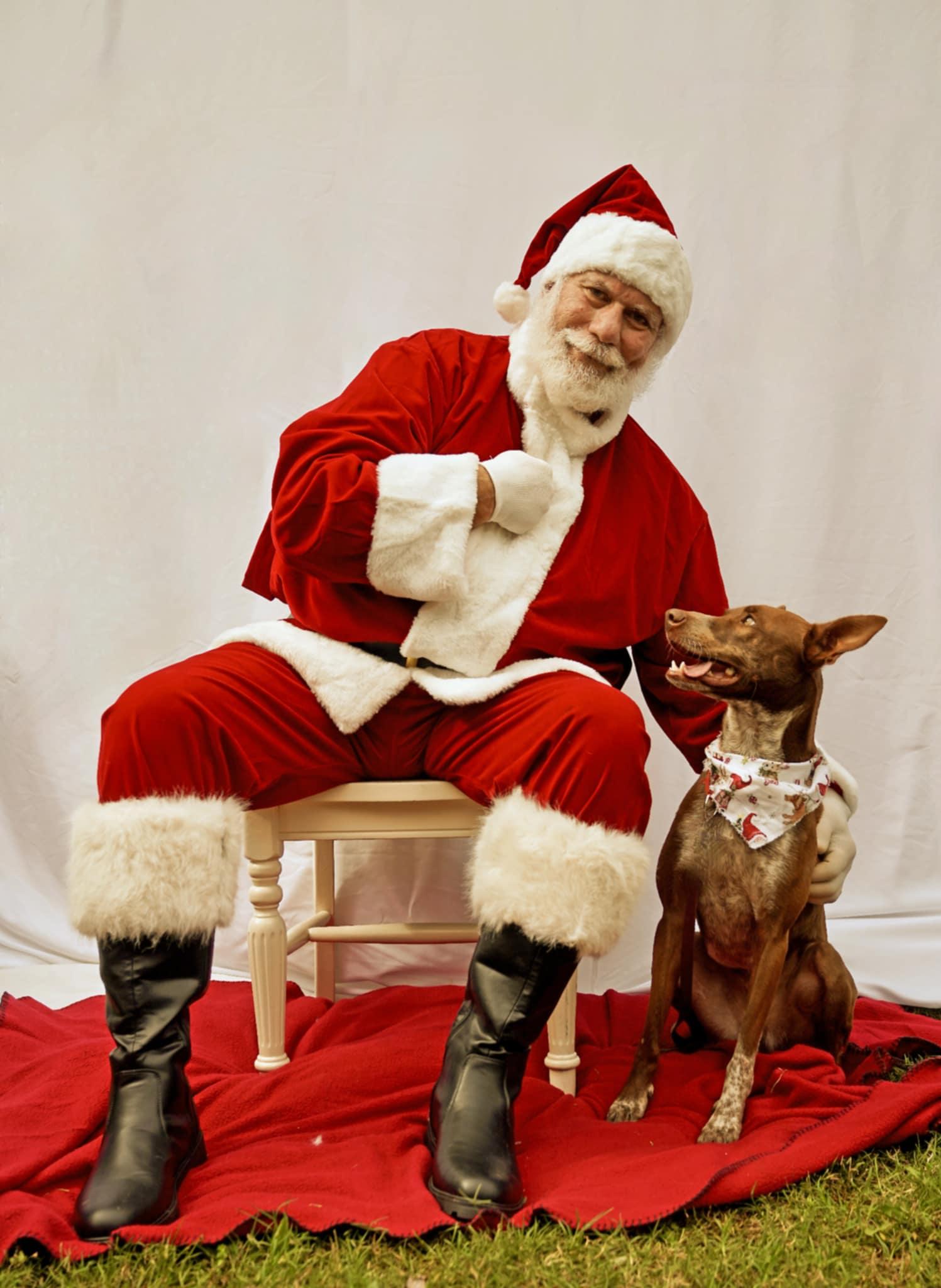 Enlarge Bobo, a Adoptable mixed breed in Toney, AL image 2/6