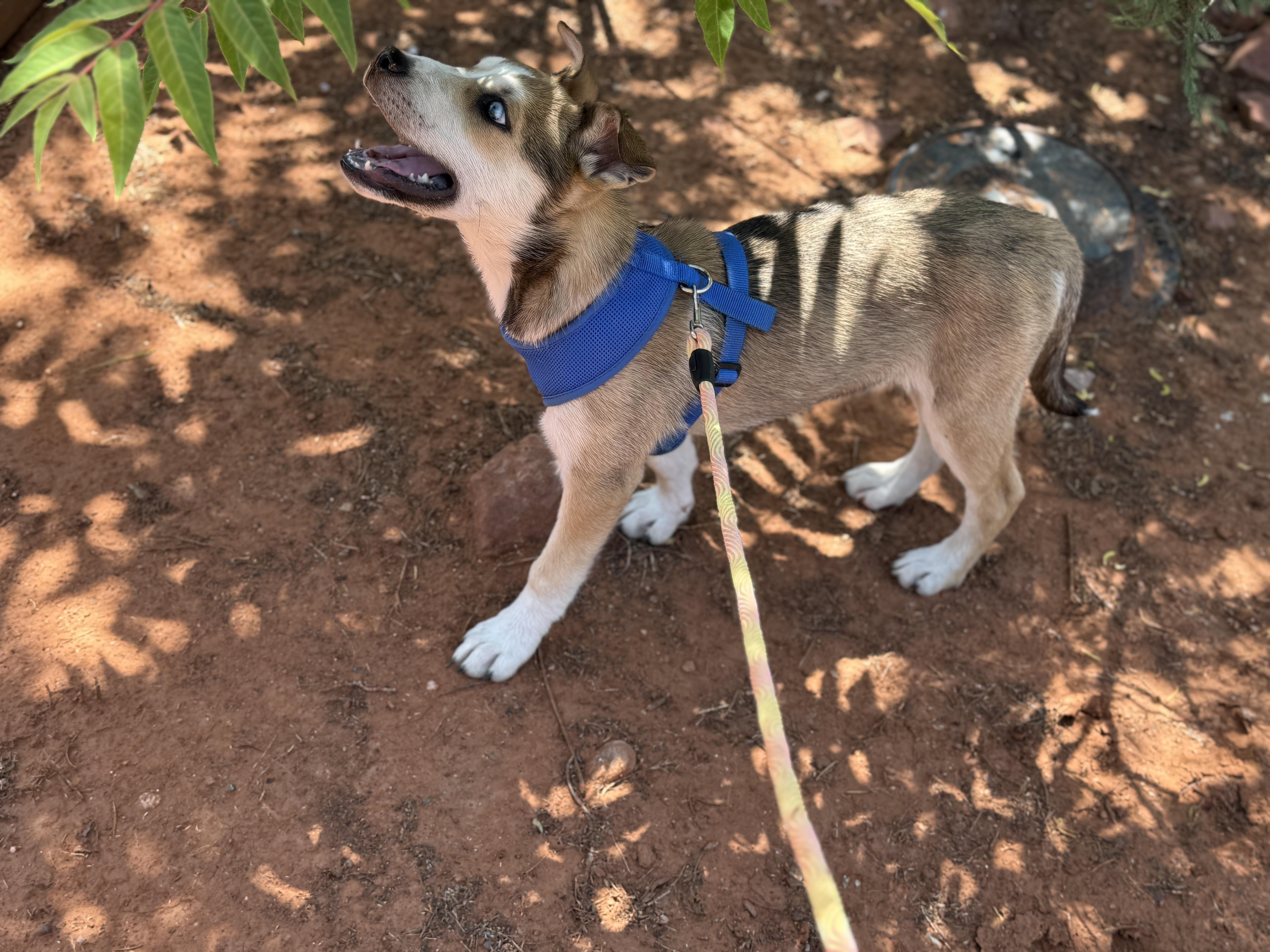 Wiley Smiley, Baby Female Shepherd