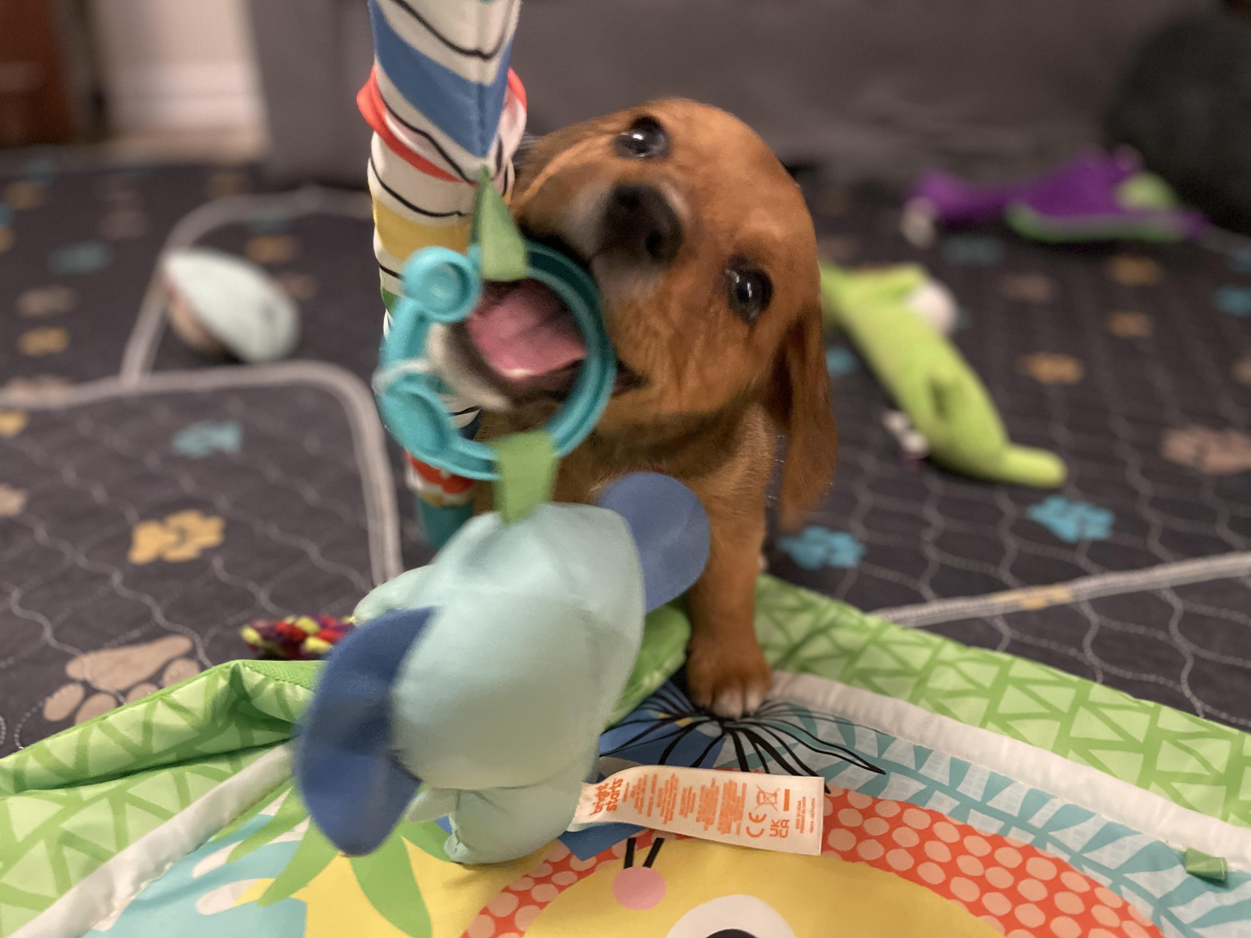 Max, a ADOPTABLE mixed breed in Union Grove, WI image 2/4