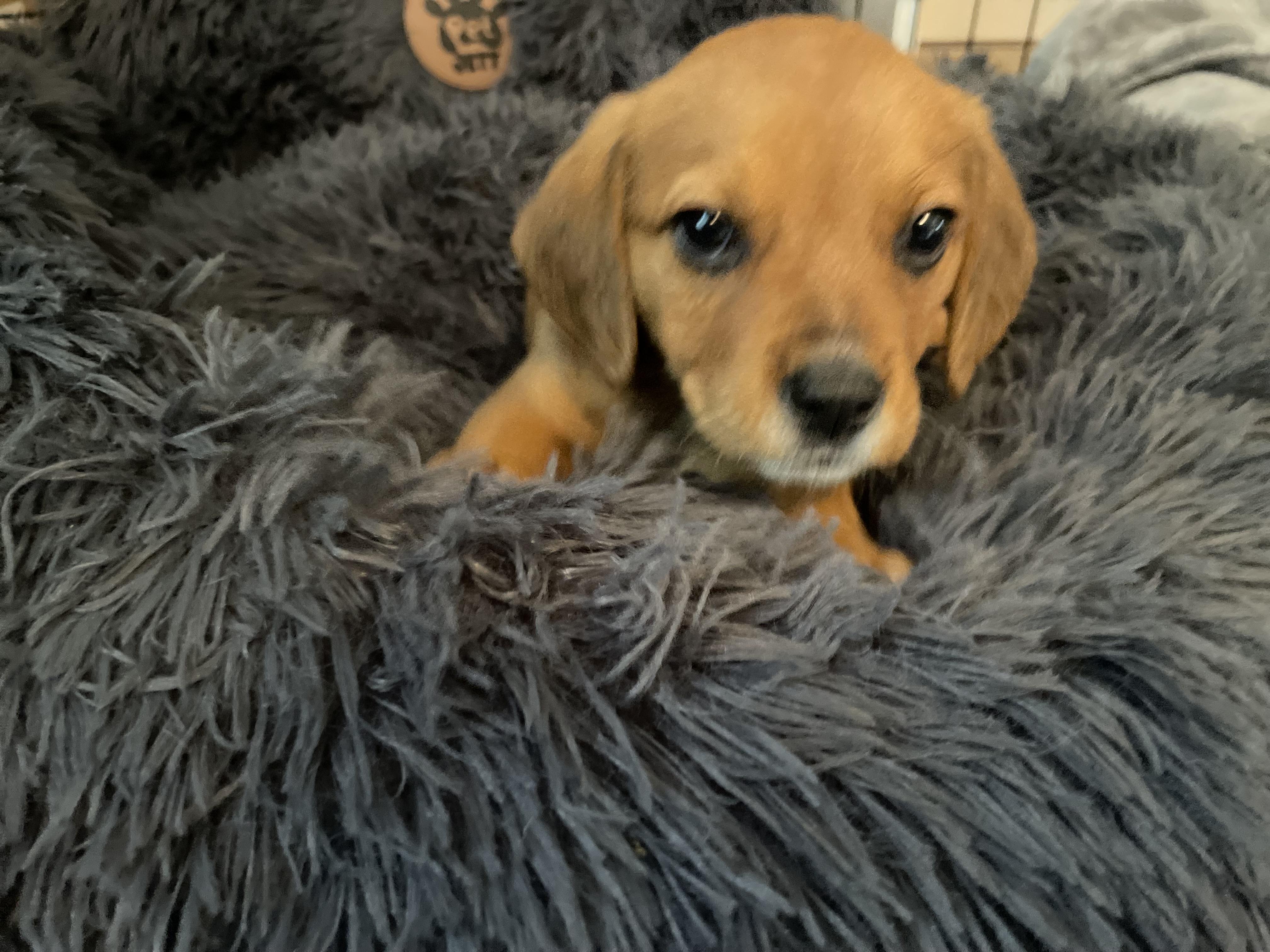 Max, ADOPTABLE, Puppy Male Beagle & Coonhound.