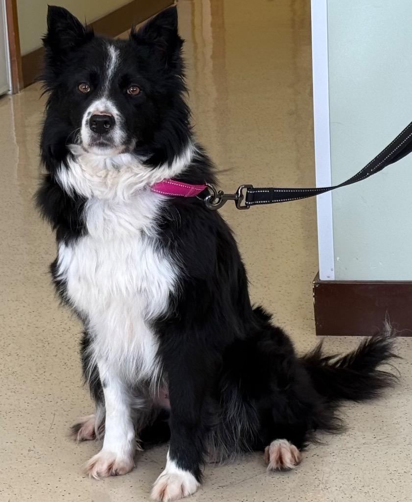 Enlarge Tilly, an adoptable Border Collie in Amery, WI image 2/3