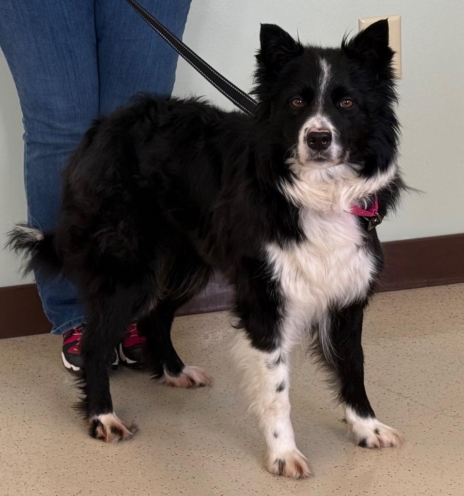 Enlarge Tilly, an adoptable Border Collie in Amery, WI image 3/3