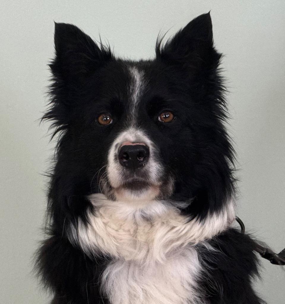 Tilly, adoptable, Adult Female Border Collie.