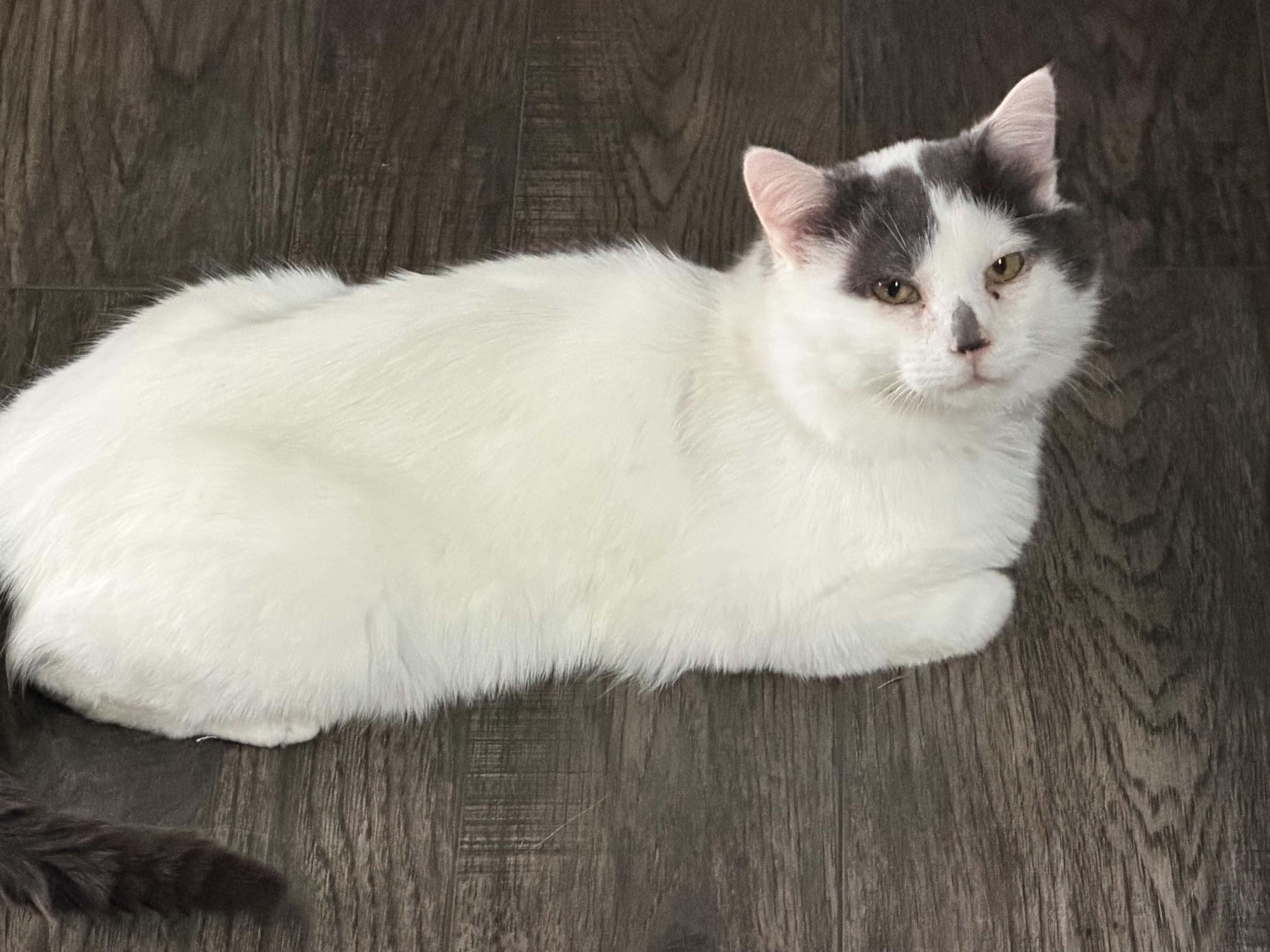 Smudge, adopted, Adult Male Domestic Short Hair.