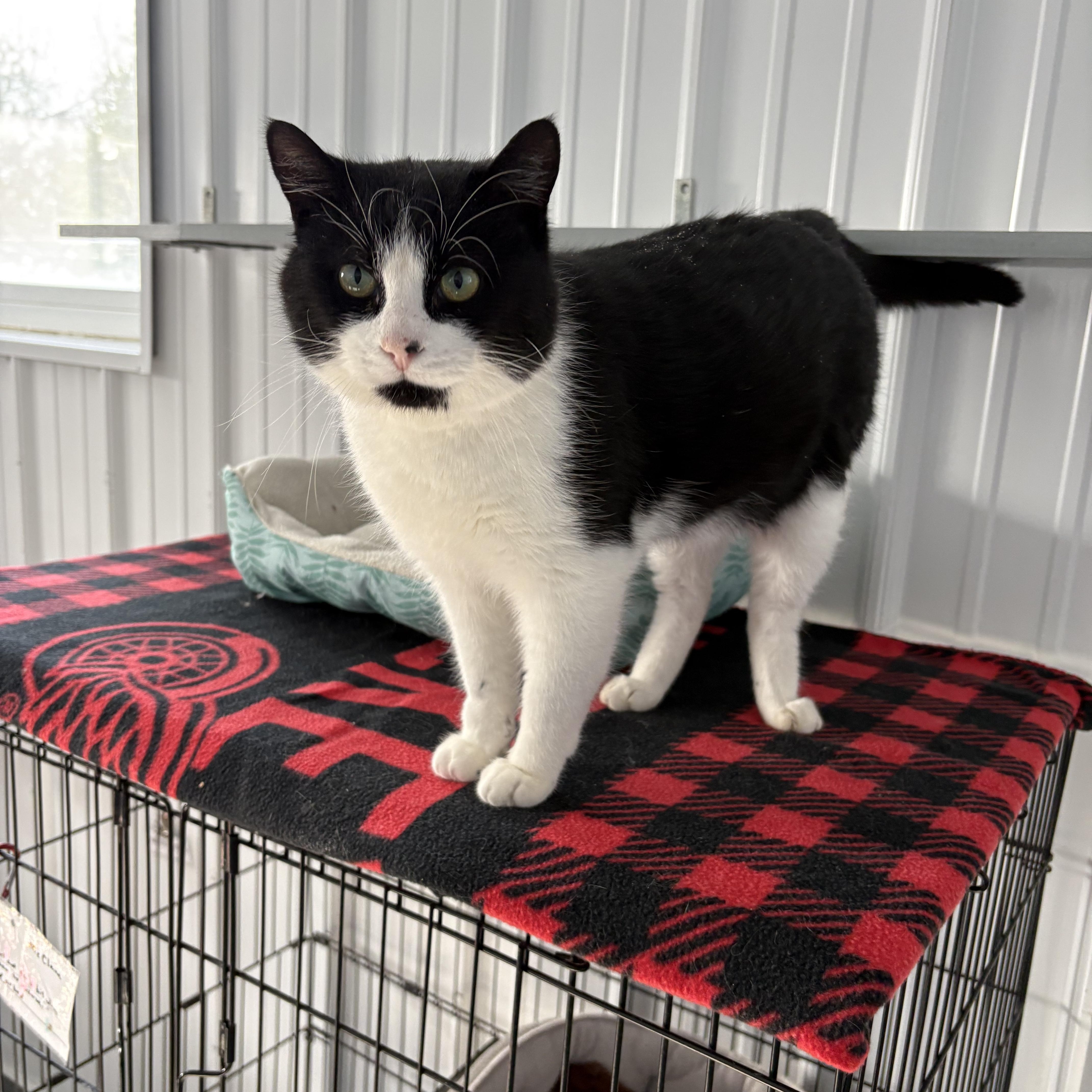 Enlarge McCallister, a ADOPTABLE American Shorthair in Big Rapids, MI image 1/4