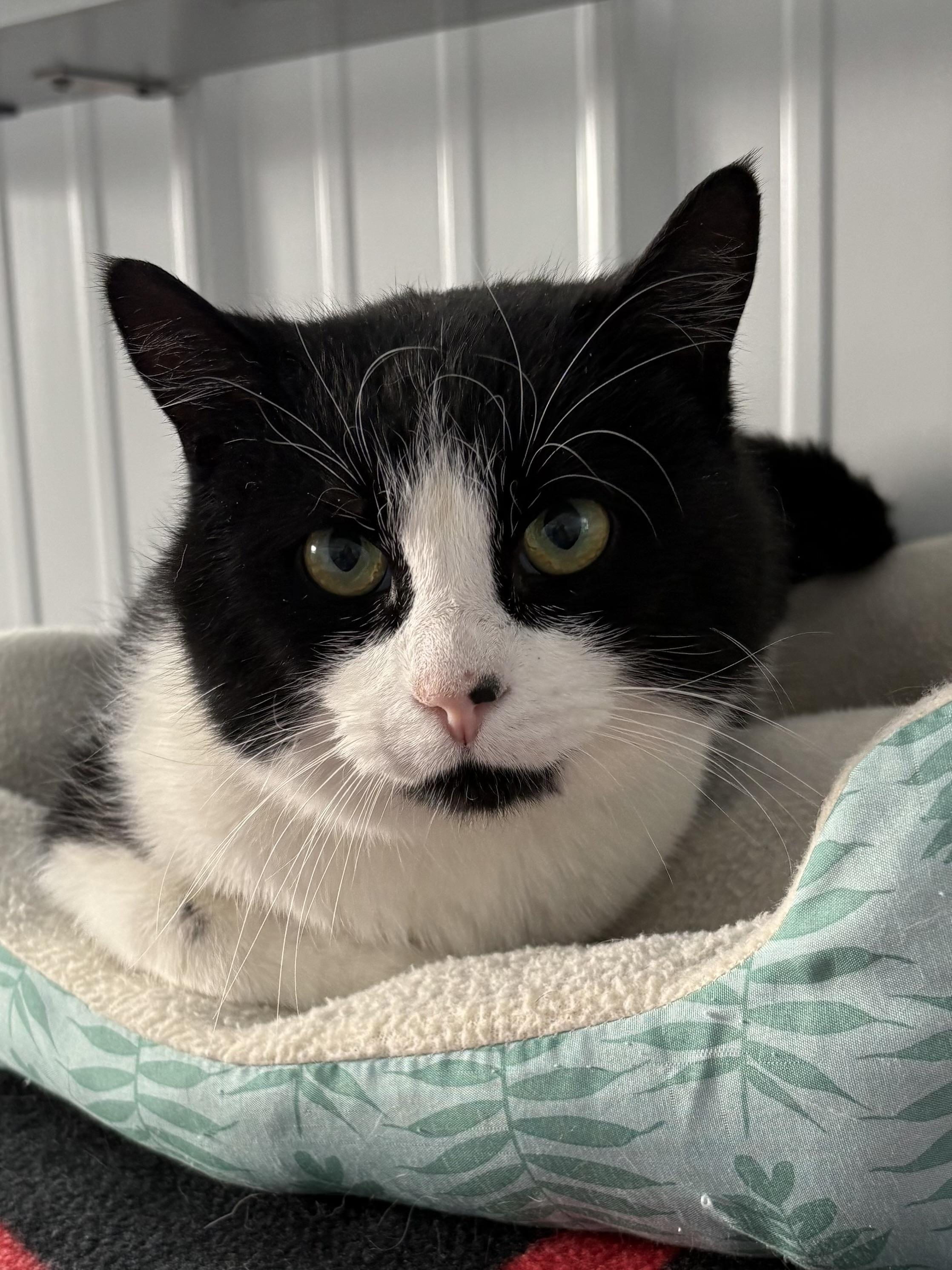 Enlarge McCallister, a ADOPTABLE American Shorthair in Big Rapids, MI image 2/4