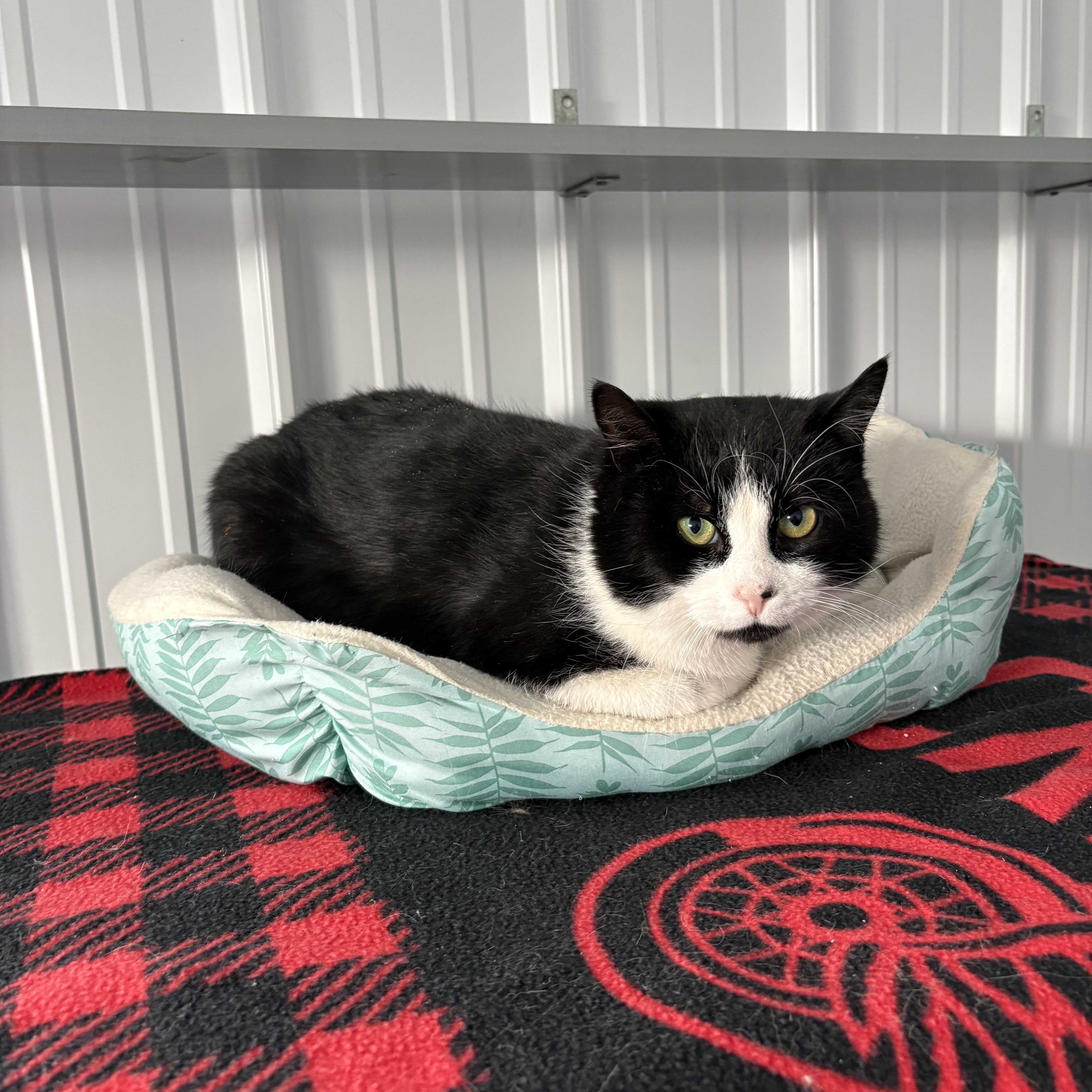 Enlarge McCallister, a ADOPTABLE American Shorthair in Big Rapids, MI image 4/4