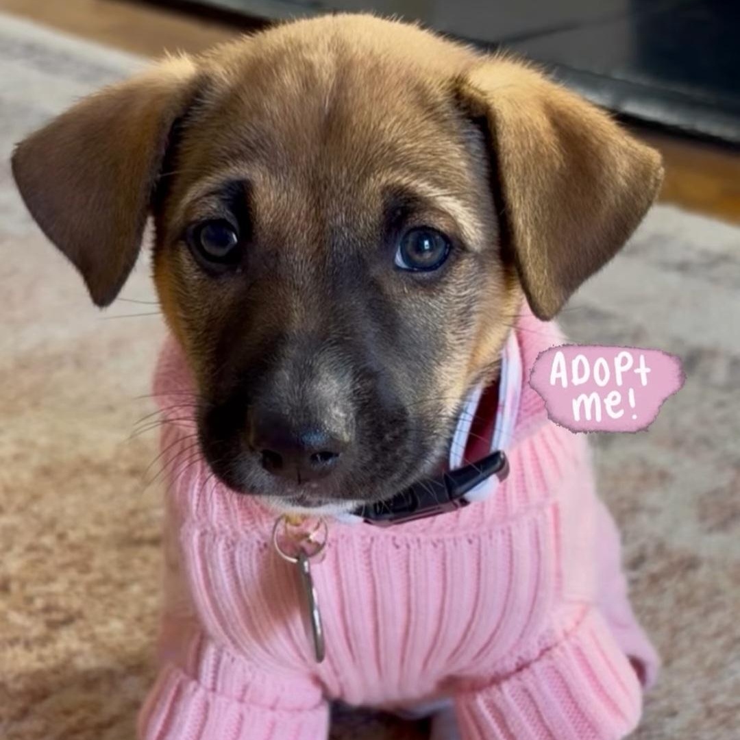 Honey , adopted, Puppy Female Labrador Retriever & Mixed Breed.