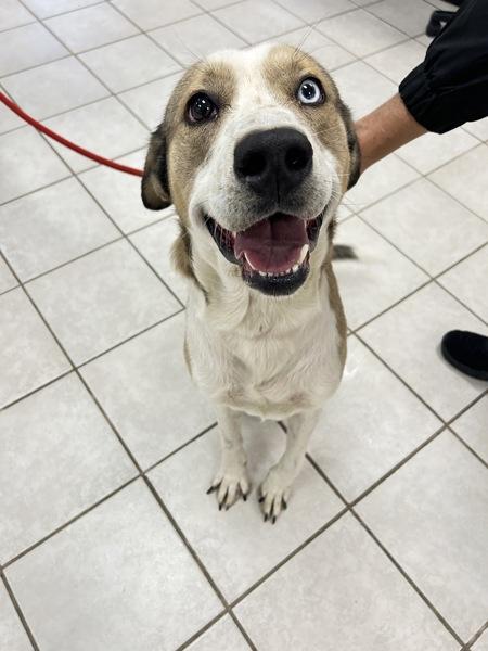 Capulet, Adoptable, Young Male German Shepherd Dog & Siberian Husky.