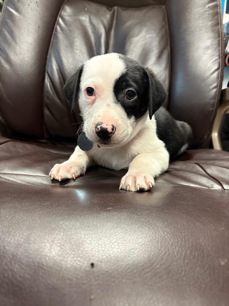 Chunky Monkey, Adoptable, Puppy Male Pit Bull Terrier & Australian Shepherd.